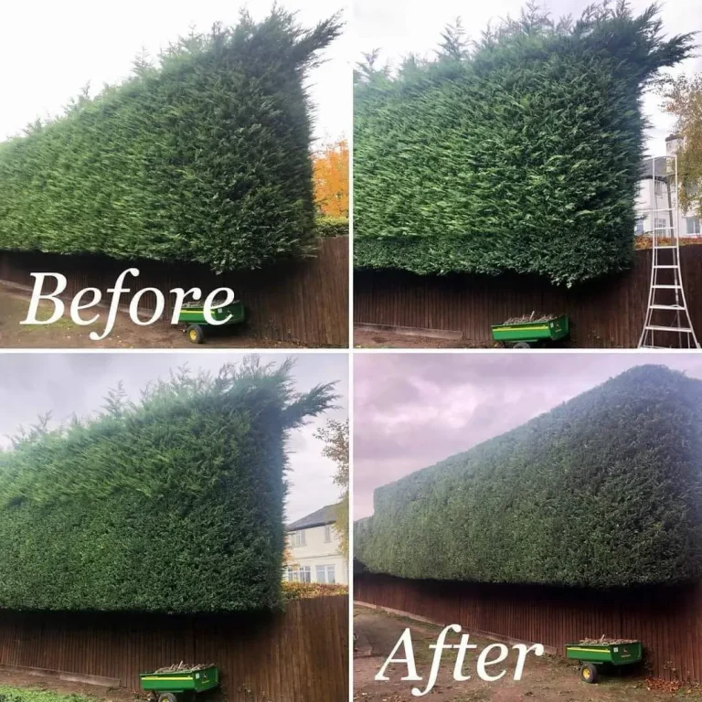 Arbor Aces Hedge Care Before And After