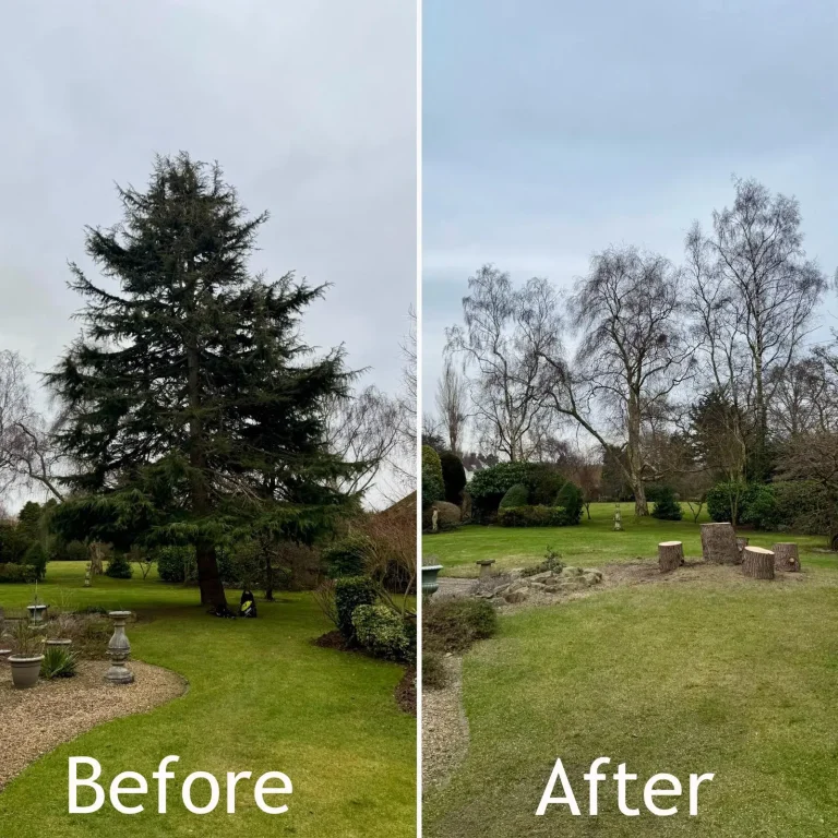 Arbor Aces Tree Removal Before And After